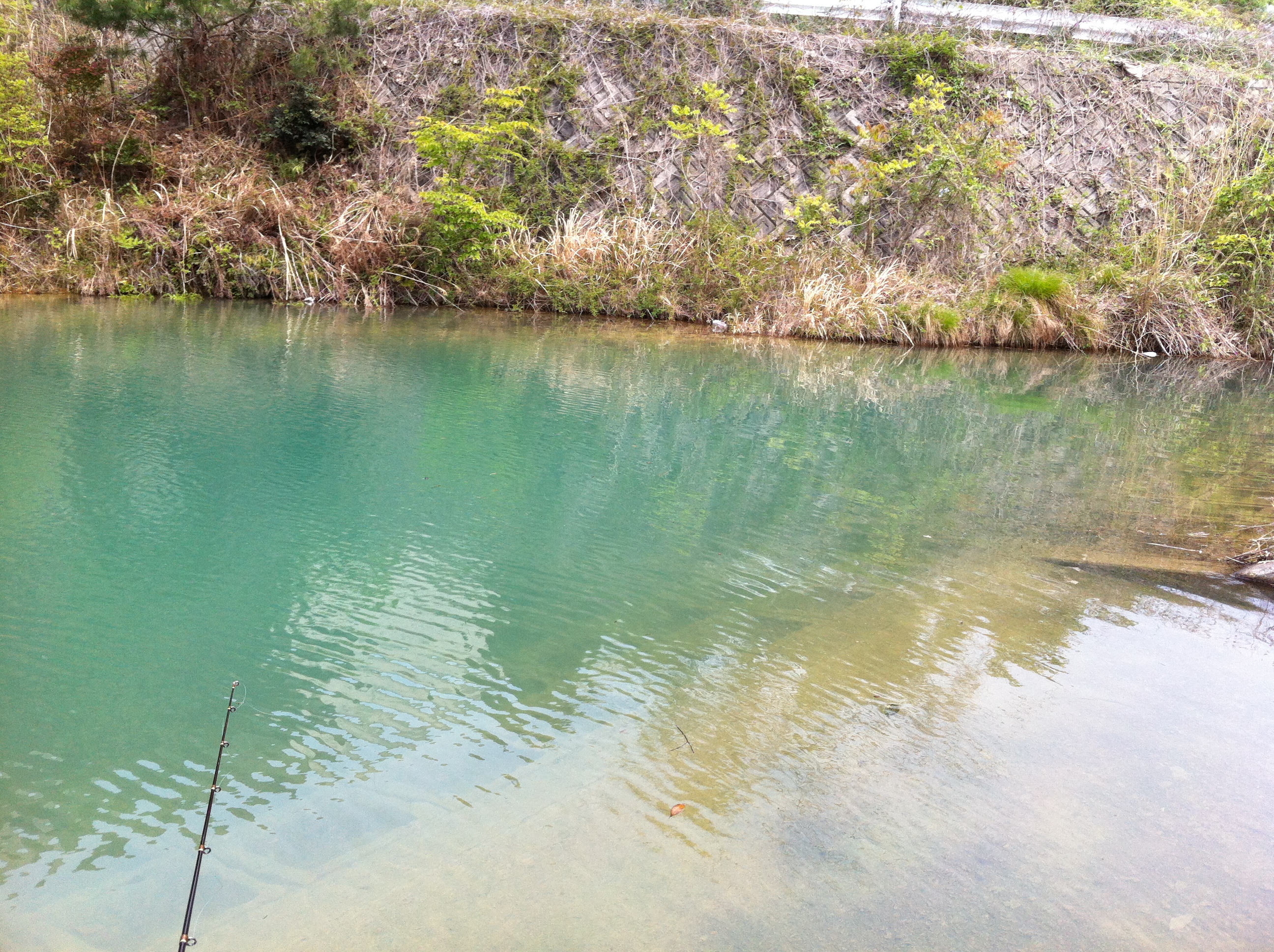 権現ダム近辺のマル秘野池 極秘 バス釣りスポット情報